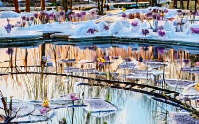 Le froid est là…prenez soin de vos espaces verts et jardins !